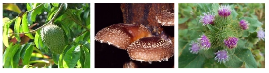 Herpesyl Ingredients